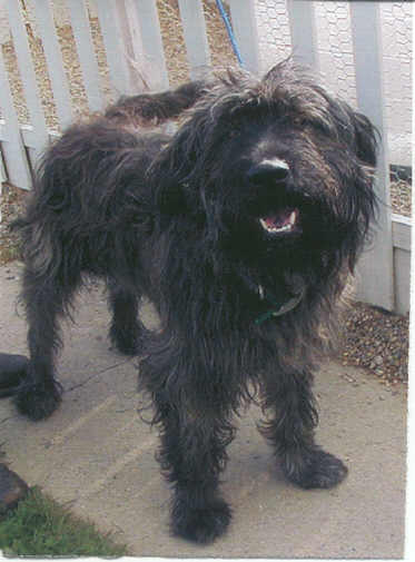 bouvier shepherd mix